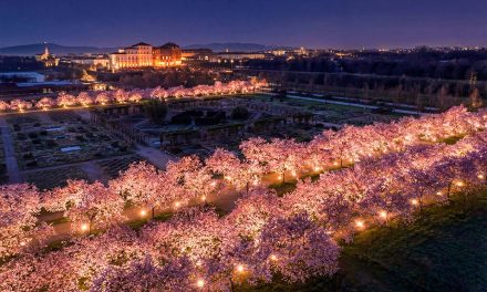All’ombra dei ciliegi in fiore