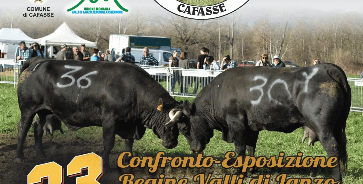 Riparte da Cafasse il circuito delle Reines, le regine delle mandrie bovine