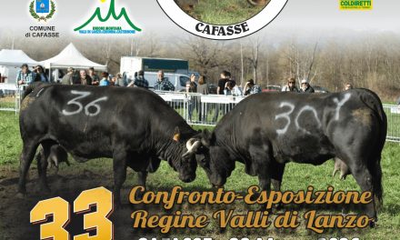 Riparte da Cafasse il circuito delle Reines, le regine delle mandrie bovine