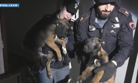 Torino: la polizia di stato salva mamma e cuccioli malinois maltrattati. Sgominato traffico di cani di razza