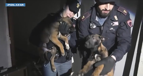 Torino: la polizia di stato salva mamma e cuccioli malinois maltrattati. Sgominato traffico di cani di razza